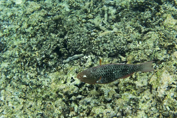 Foto de cerca de un pez nadando — Foto de Stock