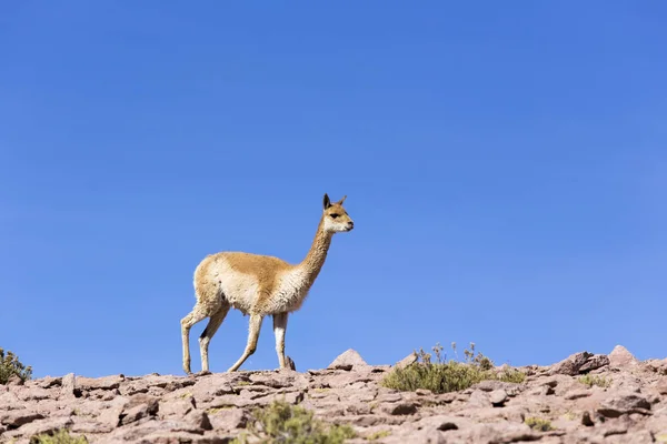 Foto de un guanaco caminando — Foto de Stock