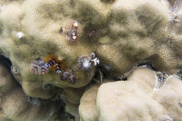 Schöne Weihnachtsbaumwürmer auf einer Koralle — Stockfoto