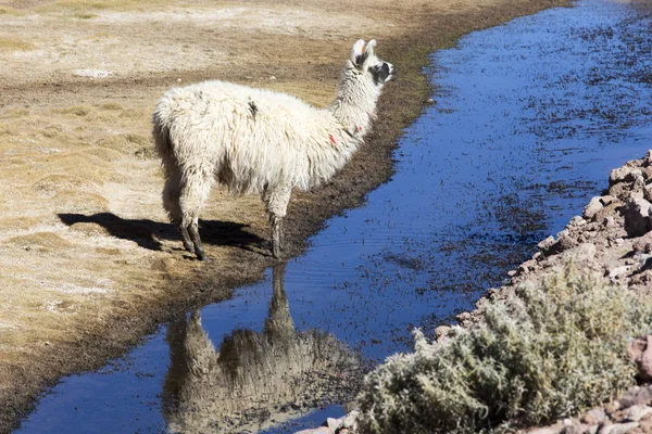 A llama is drinking in high mountain — 스톡 사진