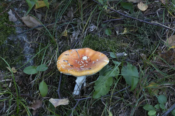 Çalının içinde zehirli bir mantar