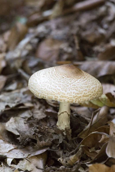 Um cogumelo venenoso no arbusto — Fotografia de Stock