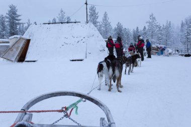 dog sledding in Finland surign winter 