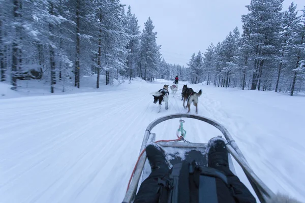 Slittino per cani in Finlandia surign inverno — Foto Stock