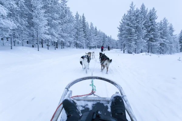 Dog sledding in Finland surign winter — 图库照片