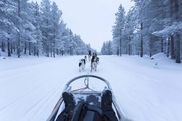 Slittino per cani in Finlandia surign inverno — Foto Stock