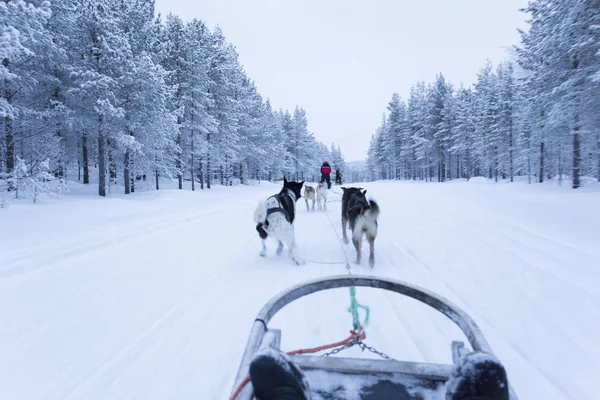 Slittino per cani in Finlandia surign inverno — Foto Stock