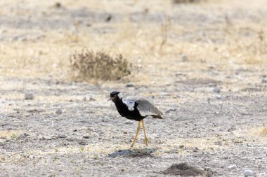 A beautiful bird walking
