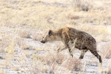 A dangerous spotted hyena