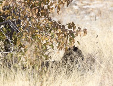 Ormanda saklanıyor çita