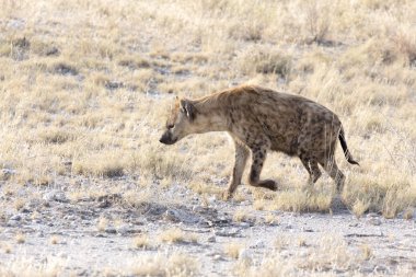 A dangerous spotted hyena