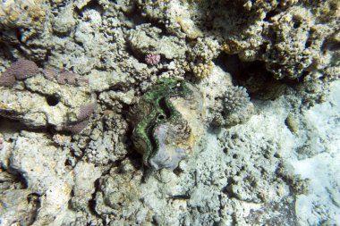 A big tridacna clam in the sea