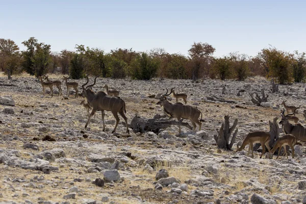 Some antelopes walking — ストック写真