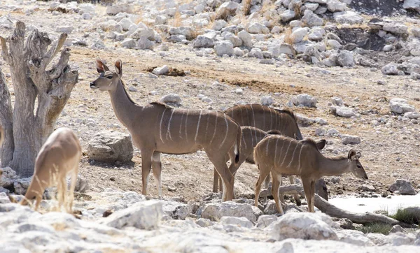 Some antelopes walking — Stok fotoğraf