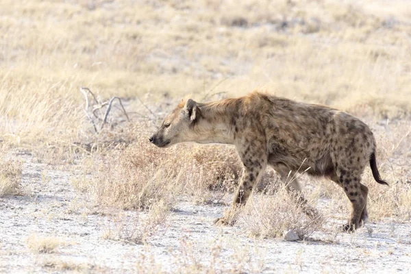 A dangerous spotted hyena — 스톡 사진