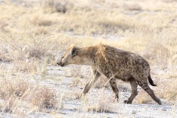 A dangerous spotted hyena — 스톡 사진