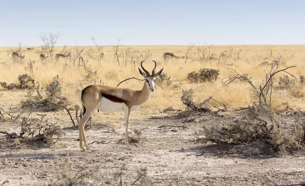 Gacela de thomson en Namibia —  Fotos de Stock