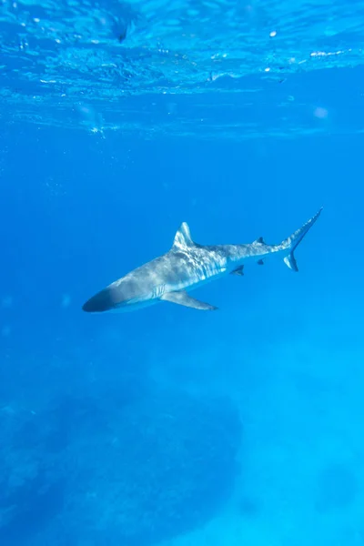 A dangerous grey shark — Stok fotoğraf