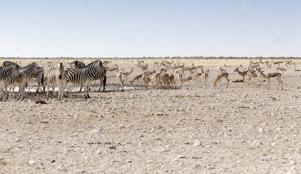 common zebras and other wild animals