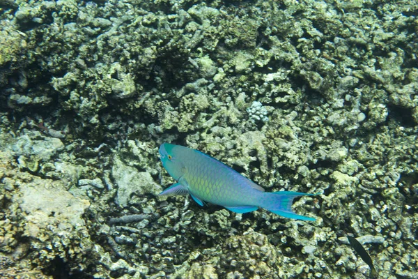 Ikan scarus frenatus — Stok Foto