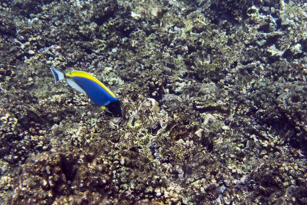 Un pez cirujano azul — Foto de Stock