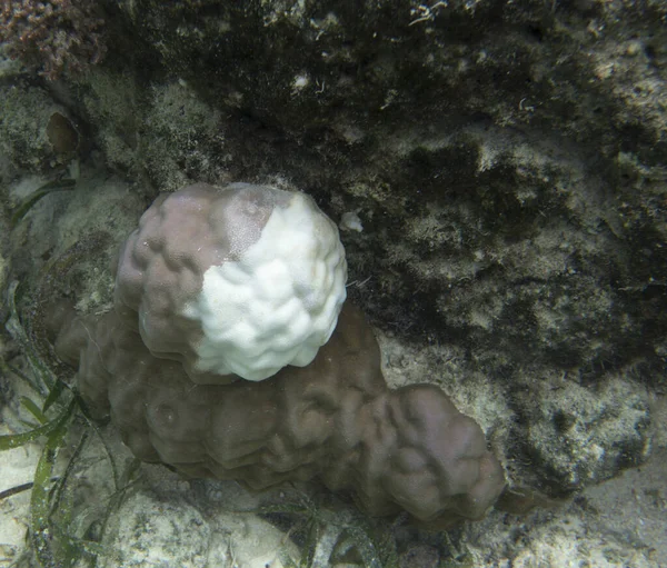 Uma bela vista dos corais — Fotografia de Stock