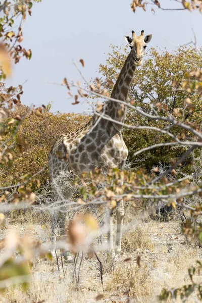 Une photo de girafe en savane — Photo