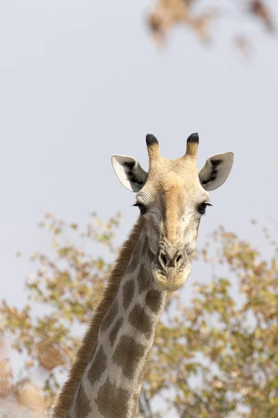 Une photo de girafe en savane — Photo