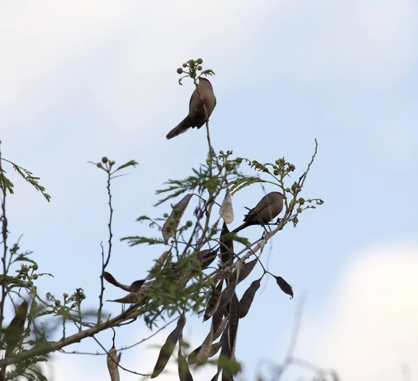 Foto de pájaros en un árbol —  Fotos de Stock