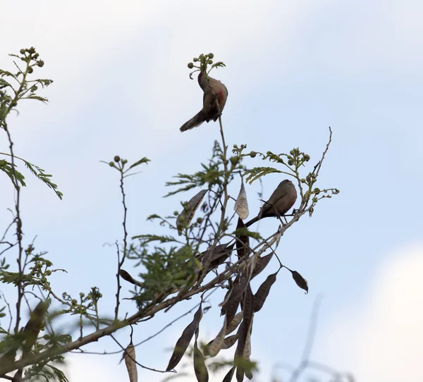 Foto de pájaros en un árbol — Foto de Stock