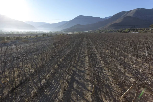 View Grapes Field Pisco Elqui Chile — Stock Photo, Image