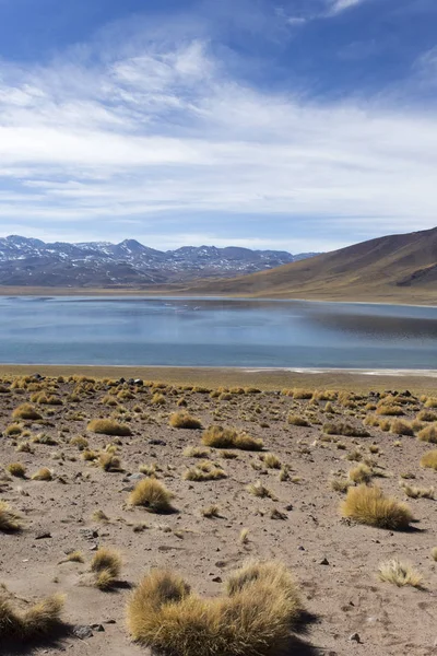 a view of Miscanti lake in sunny winter day, Chile