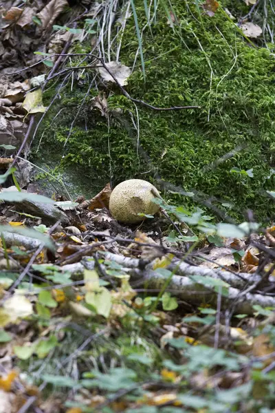 Photo Mushrooms Wood Italy — ストック写真