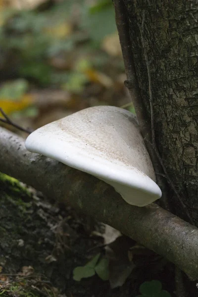 Uma Foto Cogumelos Floresta Itália — Fotografia de Stock