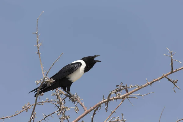 Namibya Beyaz Siyah Bir Karga — Stok fotoğraf