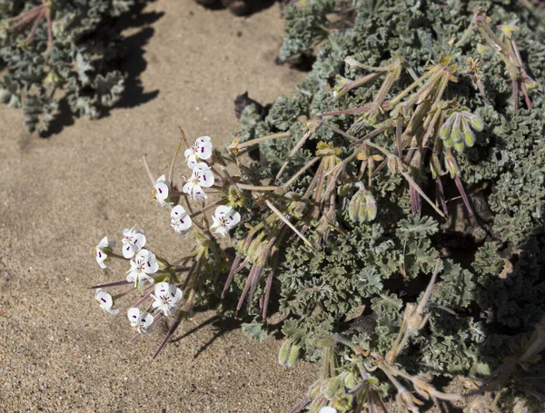 Plantes Après Pluie Dans Désert Namibie Namibie — Photo