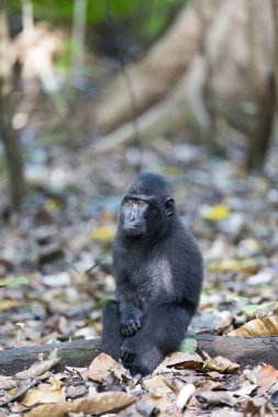 Ulusal parkta bir maymun, Sulawesi, Endonezya