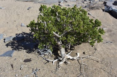 Namibya çölünde yağmur üstüne bitki, Namibya