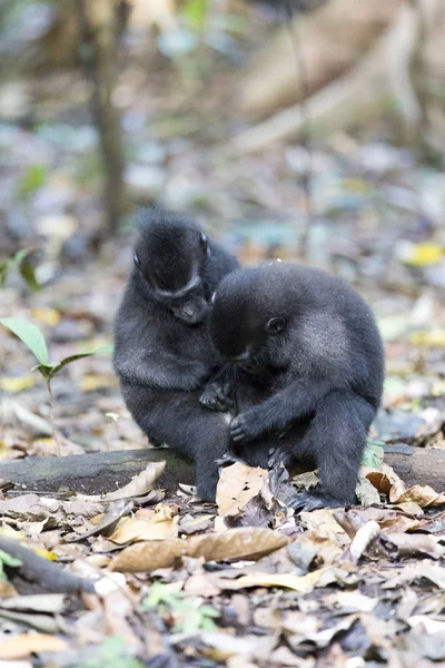 Dos Monos Bosque Norte Sulawesi Indonesia — Foto de Stock