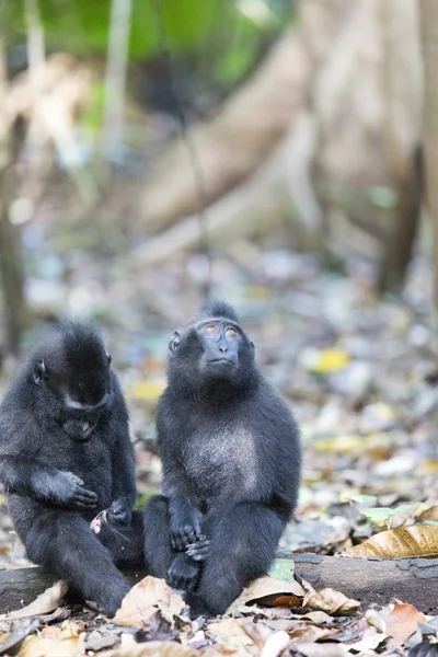 Dos Monos Bosque Norte Sulawesi Indonesia — Foto de Stock