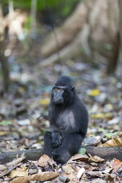 Mono Parque Nacional Sulawesi Indonesia — Foto de Stock