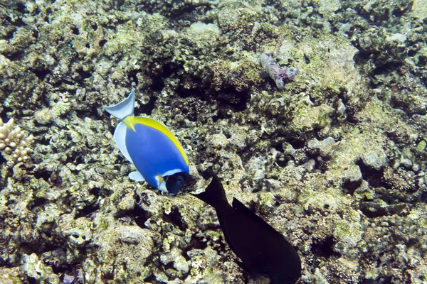 A blue tang fish in the sea, Seychelles