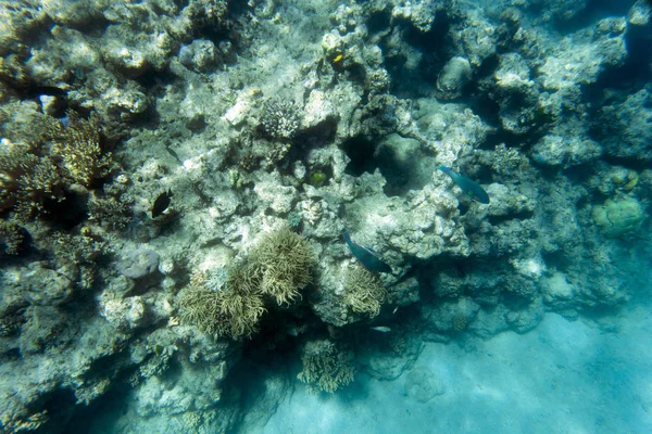 Uitzicht Het Prachtige Koraalrif Nieuw Caledonië — Stockfoto