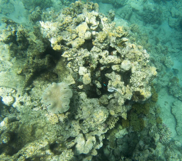 Widok Piękną Rafę Koralową Nowej Kaledonii — Zdjęcie stockowe