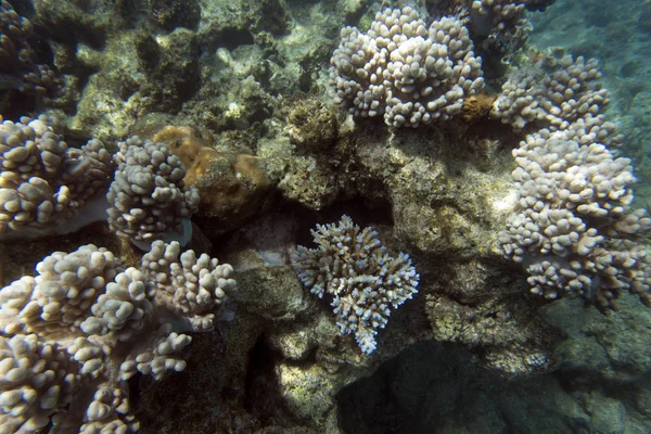 Blick Auf Wunderschöne Korallenriffe Neukaledonien — Stockfoto