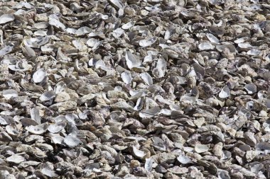 Cancale, Fransa 'da pazarda istiridye kabukları