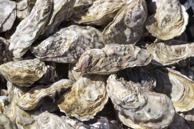 Cancale, Fransa 'da çiğ istiridye pazarı