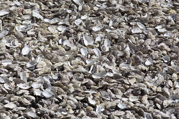 Oesterschelpen Markt Cancale Frankrijk — Stockfoto