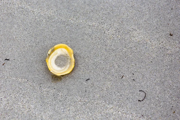 砂の上の貝の背景 — ストック写真