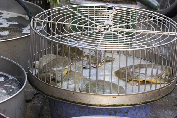 Some Turtles Sold Market Vietnam — Stock Photo, Image